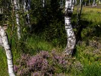 Polster blühender Besenheide zwischen Birkenstämmen